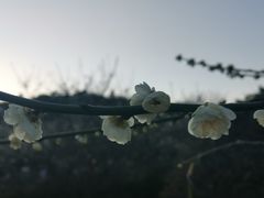 -香雪海