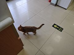 -宠福鑫动物医院(城北分院)