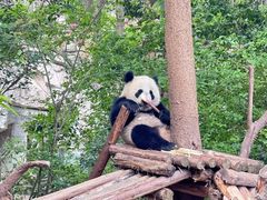 -成都动物园