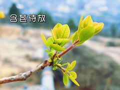 -白水寺森林公园