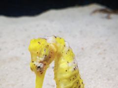 -珠海长隆海洋王国
