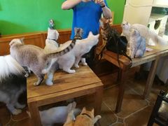 -李小姐の猫咖啡馆(五角场店)