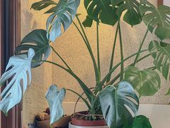 -稻田秋(怡美广场店)