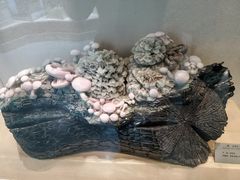 -河南自然博物馆