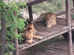 -石家庄市动物园