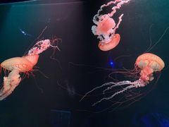 -欢乐海岸海洋奇梦馆