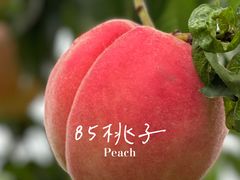 -望湖烤鱼