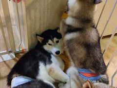 -Husky Go! 哈士奇体验馆·宠物咖啡厅狗咖