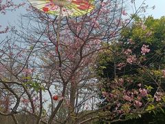 -广州市帽峰山景区