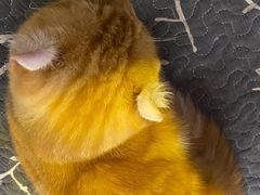 -平行世界·猫咖(首经贸店)