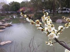 -香雪海