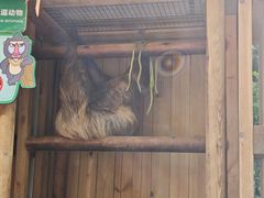 -熊猫自助餐厅.萌趣城堡(长隆熊猫酒店)
