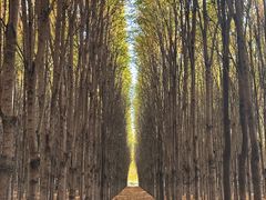 -羊亭河湿地公园