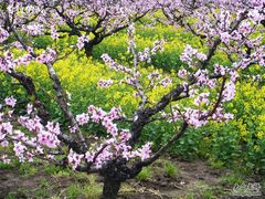 -南汇桃花村
