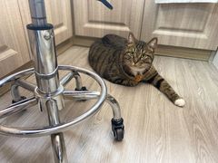 -派特宠物医院(海岸城店)