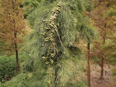 -神光山国家森林公园