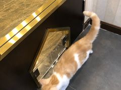 -宠爱国际动物医院·消化内科·心肾内科·ISFM猫友好(望京店)