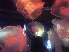 -青岛海底世界-水族馆