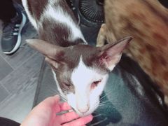 -猫色咖啡·猫咖