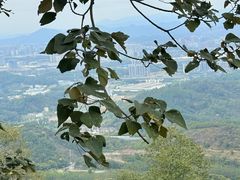 -黄埔油麻山森林公园