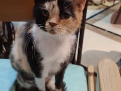 -猫色咖啡·猫咖