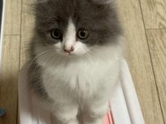 -欣宠猫屋·矮脚拿破仑·蓝金金渐层