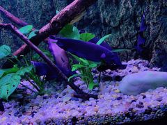 -上海海洋水族馆