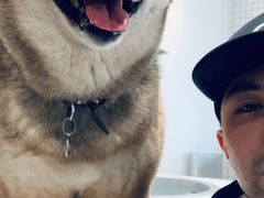 -柴务处·柴犬主题狗咖