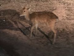 -清迈夜间动物园