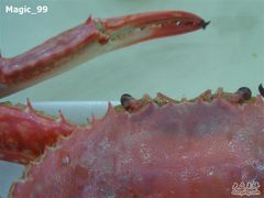 崂山野生蟹-海岛渔村大酒店(云霄路店)