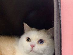 -北京观赏动物医院·24小时大型综合·猫专科·异宠专科