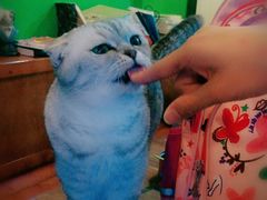-李小姐の猫咖啡馆(五角场店)
