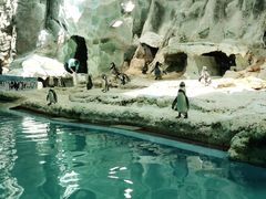 -帝企鹅自助餐厅•儿童岛•真企鹅(长隆企鹅酒店)