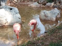 -昆明动物园