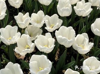一到公园 逛了一会便发现了几片郁金香花海