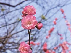 -桃花堤公园