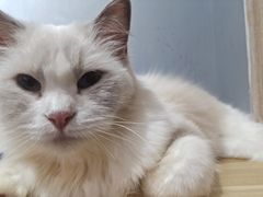 -松果猫咖(桐乡吾悦金街店)