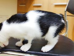-艾贝尔宠物医院·24H转诊中心·肿瘤猫专科(江宁双龙店)