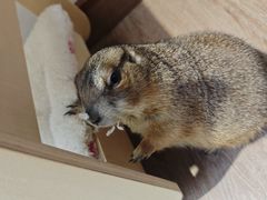 -有猫主题·治愈系猫咖(曾厝垵店)