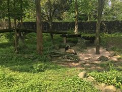 -都江堰中华大熊猫苑