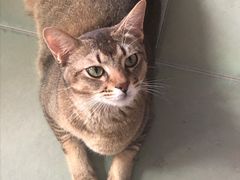 -喵屿·大理花园猫咖