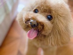 -momokira米努特·德文卷毛猫·棉花面纱犬