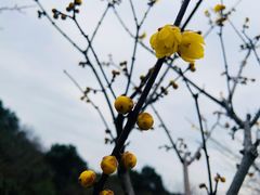 -香雪海