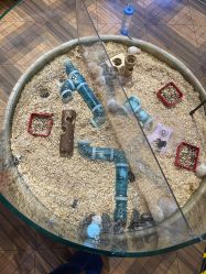 -卡通尼·Safari非洲探索乐园·生日会(金桥国际商业广场店)