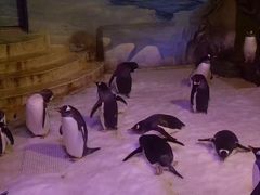 -成都浩海立方海洋公园