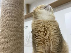 -有喵·猫咖·狗咖·30几只猫10只小狗(岗厦店)