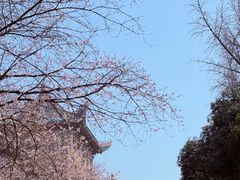 -武汉大学-樱园