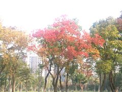 -天鹅湖体育公园