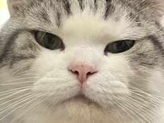-lincat·猫舍(广州店)