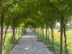 -上海长兴岛郊野公园